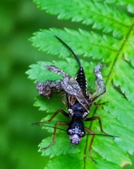 Xanthostigma xanthostigma