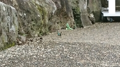 Graphium sarpedon nipponum