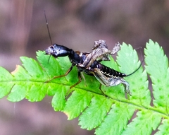 Xanthostigma xanthostigma