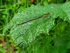 Ischnura elegans
