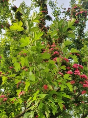 Crataegus