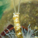 Parchment Tubeworms - Photo (c) Robin Gwen Agarwal, some rights reserved (CC BY-NC), uploaded by Robin Gwen Agarwal