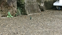 Graphium sarpedon nipponum