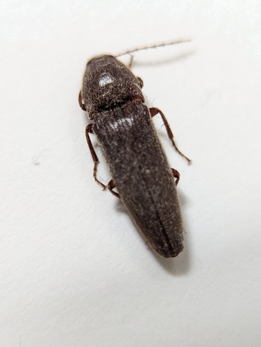Chestnut-footed Click Beetle photo 4