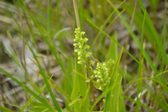 Platanthera flava herbiola
