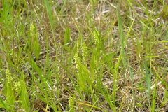 Platanthera flava herbiola