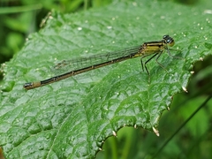 Ischnura elegans