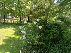 Exochorda