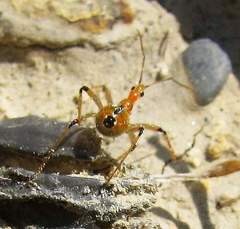 Rhynocoris bipustulatus