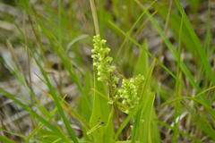 Platanthera flava herbiola