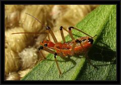 Rhynocoris bipustulatus