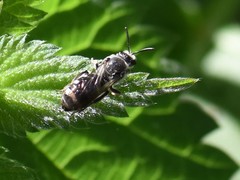 Lasioglossum sexnotatum