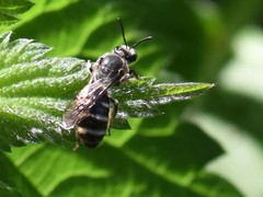 Lasioglossum sexnotatum