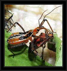 Rhynocoris bipustulatus