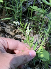 Polygala senega