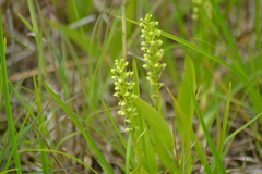 Platanthera flava herbiola