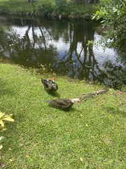 Cairina moschata domestica