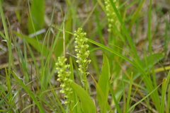 Platanthera flava herbiola