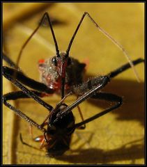 Rhynocoris bipustulatus