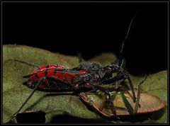 Rhynocoris bipustulatus