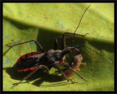 Rhynocoris bipustulatus