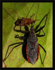 Rhynocoris bipustulatus