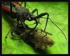 Rhynocoris bipustulatus