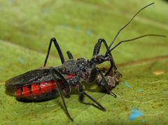 Rhynocoris bipustulatus