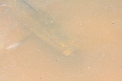 Channa argus