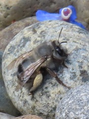Anthophora pacifica