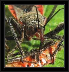 Rhynocoris bipustulatus