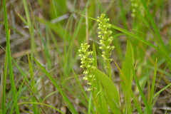 Platanthera flava herbiola