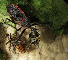 Rhynocoris bipustulatus