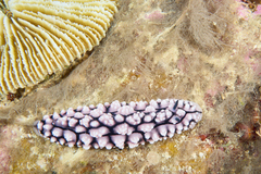 Phyllidiopsis krempfi