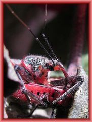 Rhynocoris bipustulatus
