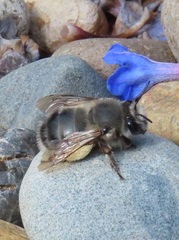 Anthophora pacifica