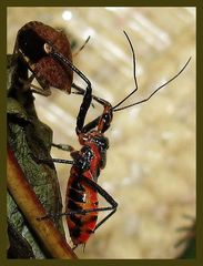 Rhynocoris bipustulatus