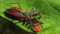 Rhynocoris bipustulatus