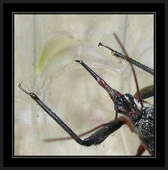 Rhynocoris bipustulatus