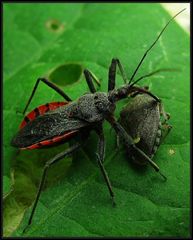 Rhynocoris bipustulatus
