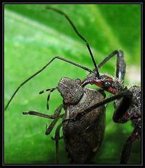 Rhynocoris bipustulatus