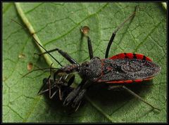 Rhynocoris bipustulatus