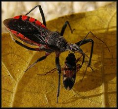 Rhynocoris bipustulatus