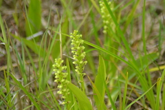 Platanthera flava herbiola