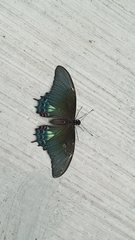 Heraclides androgeus epidaurus