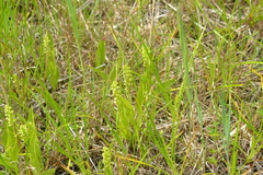 Platanthera flava herbiola