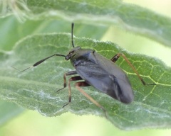 Capsus ater