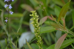 Platanthera flava herbiola