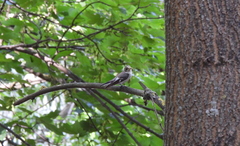 Ficedula hypoleuca