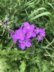 Hesperis matronalis